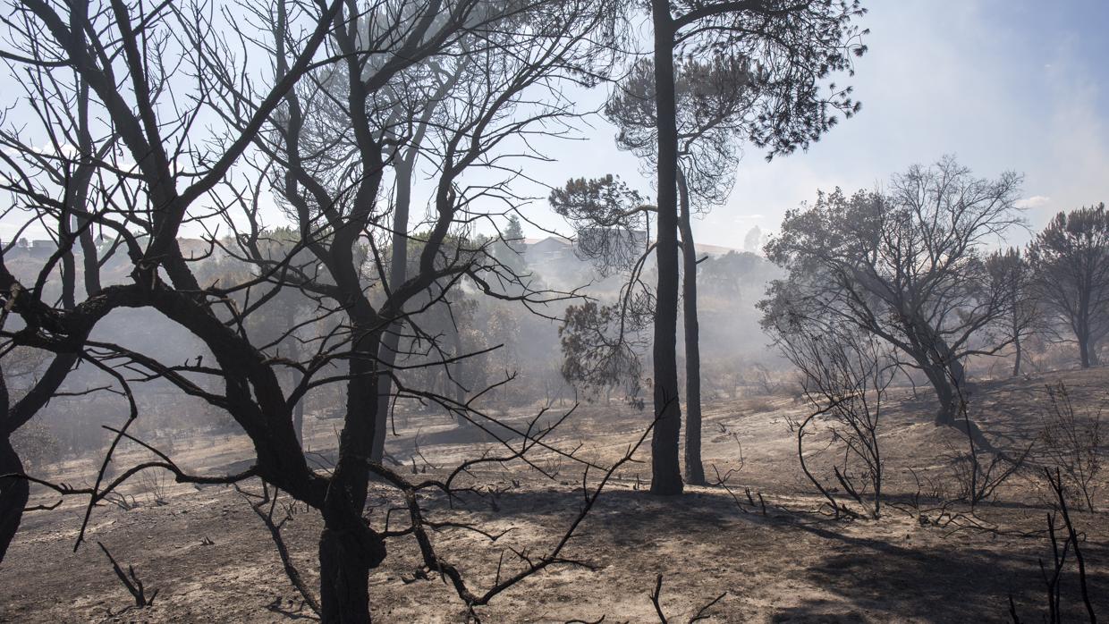 El incendio se llevó por delante casi 8.500 hectáreas