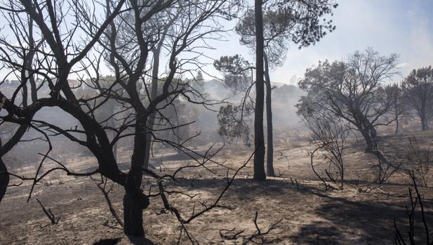 El informe del incendio que asoló Doñana señala que fue provocado