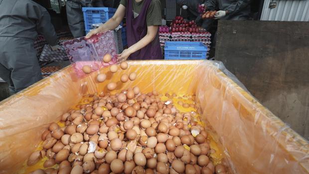 Francia retira bizcochos y gofres de la venta por el escándalo de los huevos con fipronil