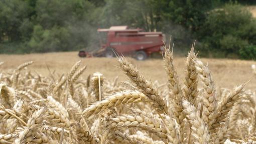 Los campos navarros han perdido grandes tandas de cereales