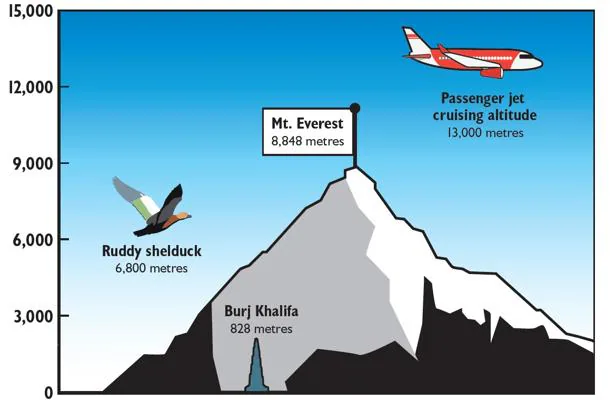 El tarro canelo, el pato capaz de sobrevolar los Himalayas