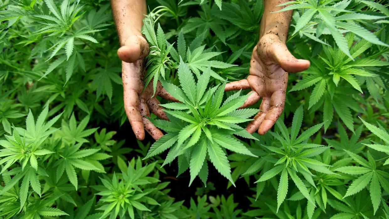 Los partidos se reunieron por primera vez para tratar la utilización del cannabis con fines terapéuticos