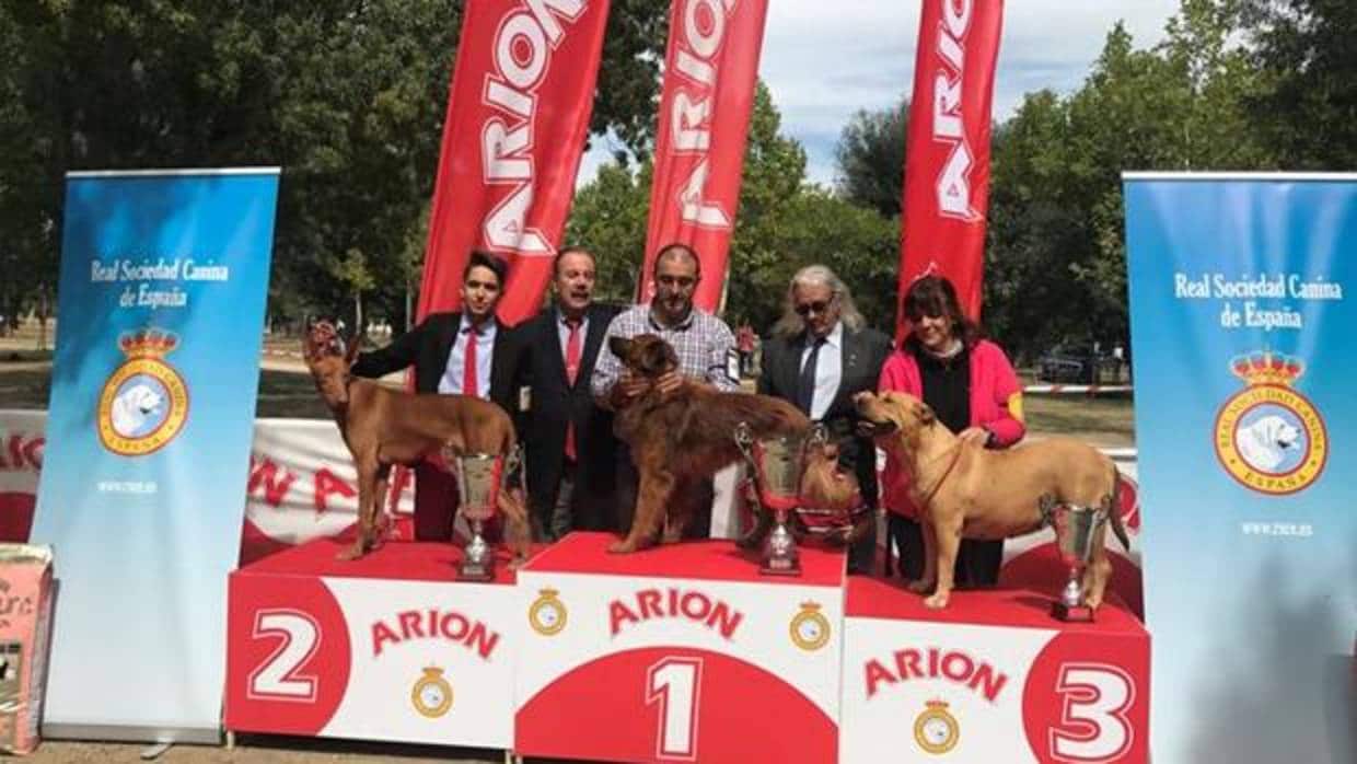Estos son los ganadores de la Exposición Nacional Canina de Razas Españolas