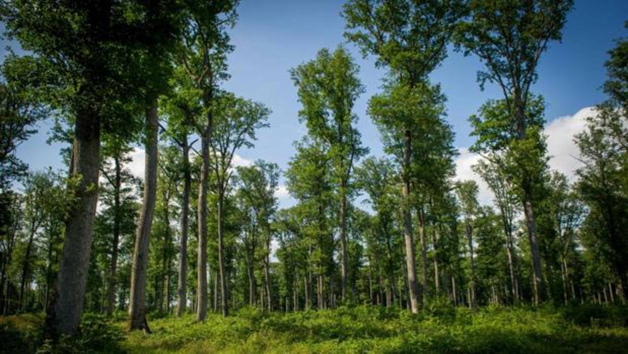 Los bosques más diversos son más resistentes a la sequía