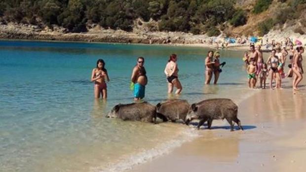 El misterio de los jabalíes en las playas cercanas a Lisboa