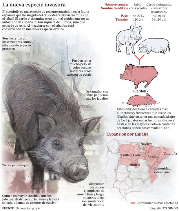 El «cerdolí» se está expandiendo por la geografía española