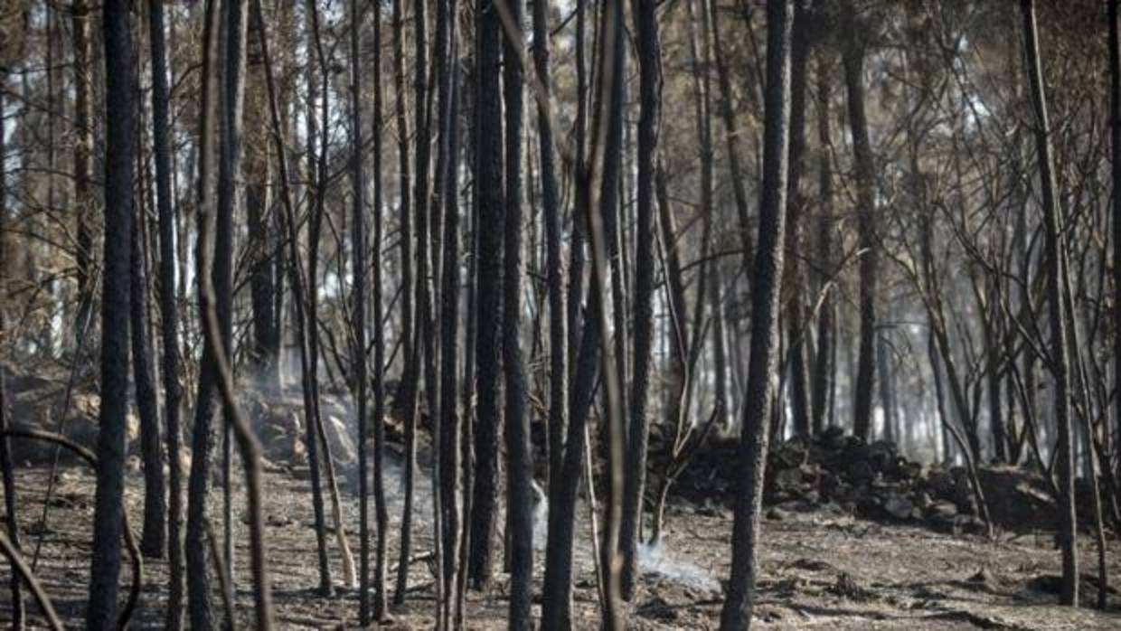 Un incendio forestal registrado este fin de semana en la localidad orensana de O Carballiño (Ourense)