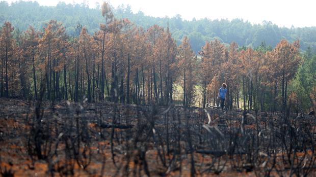 Solo el 3 por ciento de los autores de incendios son identificados