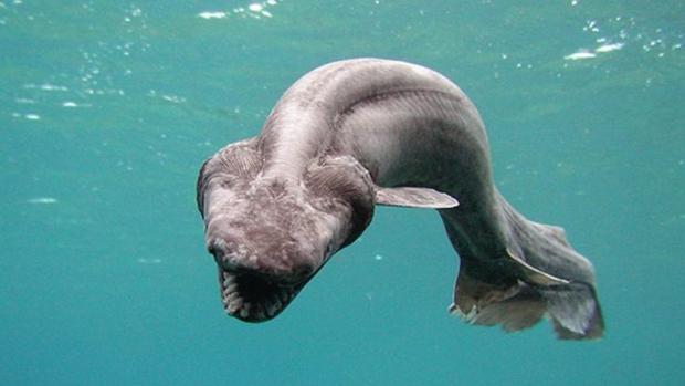 Capturan un tiburón cobra en el Algarve