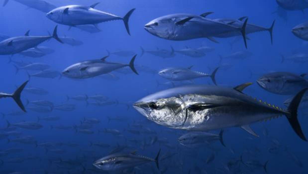 La recuperación del atún rojo reabre la pugna por la especie