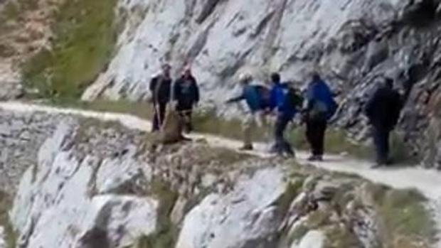 Polémica por las imágenes de un grupo de personas «despeñando a un jabalí» en los Picos de Europa