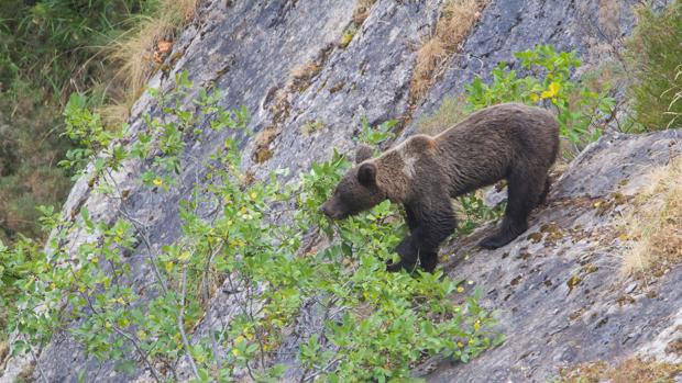 La sequía y el calor alteran el ritmo de la fauna ibérica