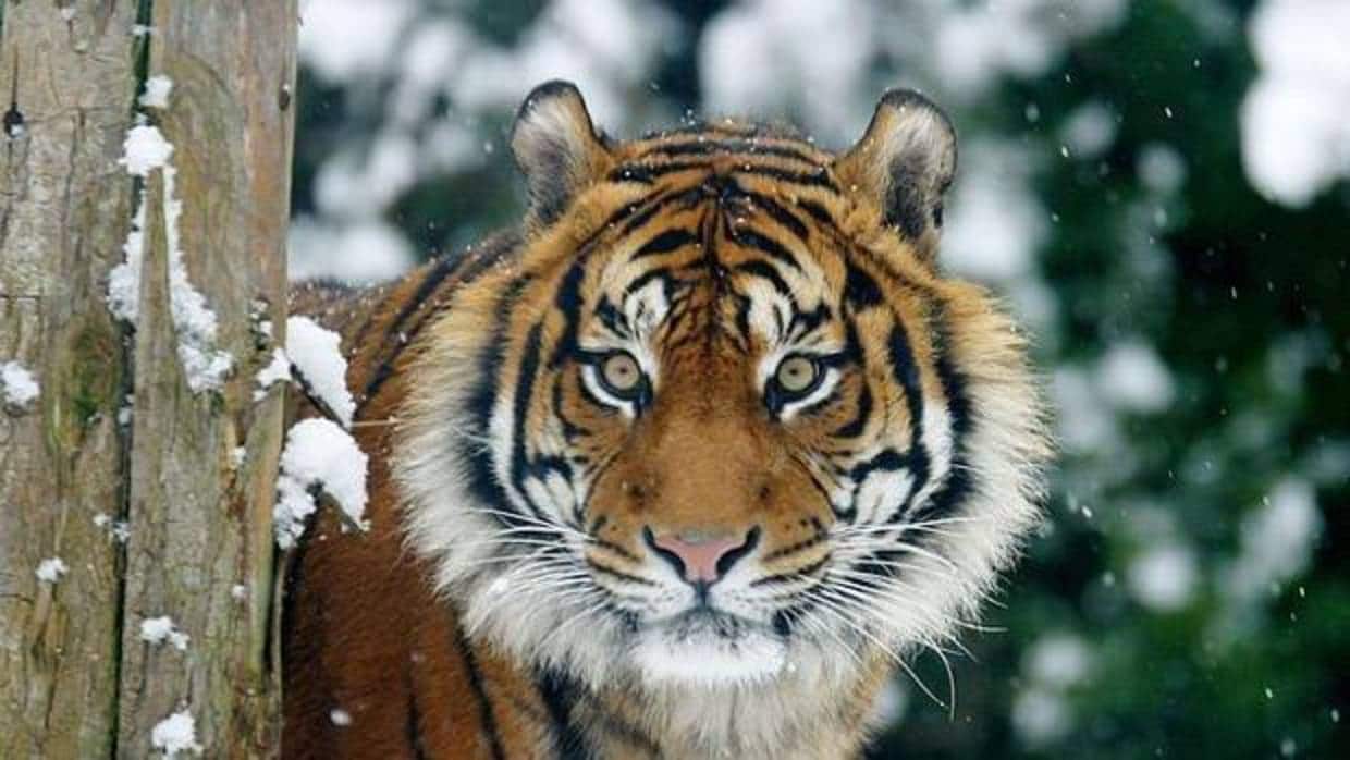 El tigre de Sumatra se aferra a la superviviencia pese a la deforestación