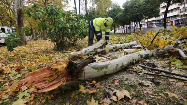 La víctima mortal de «Ana» en Portugal salió a quitar una piedra y le cayó un árbol encima