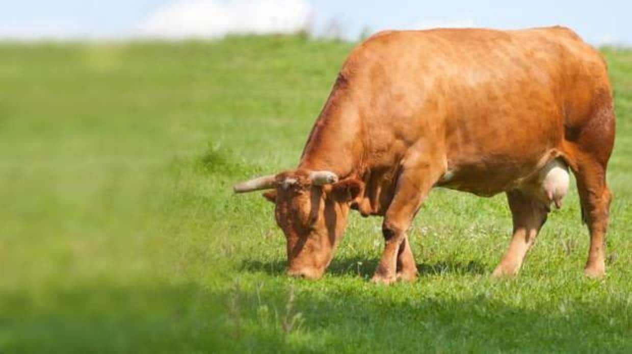 Por qué lo que comen las vacas influye en la atmósfera