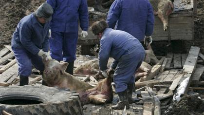 Trabajadores veterinarios rusos sacrifican decenas de cerdos para evitar la expansión del virus