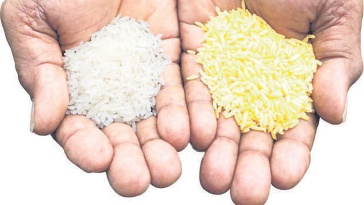 El arroz dorado, el transgénico que quiere evitar la ceguera de miles de niños