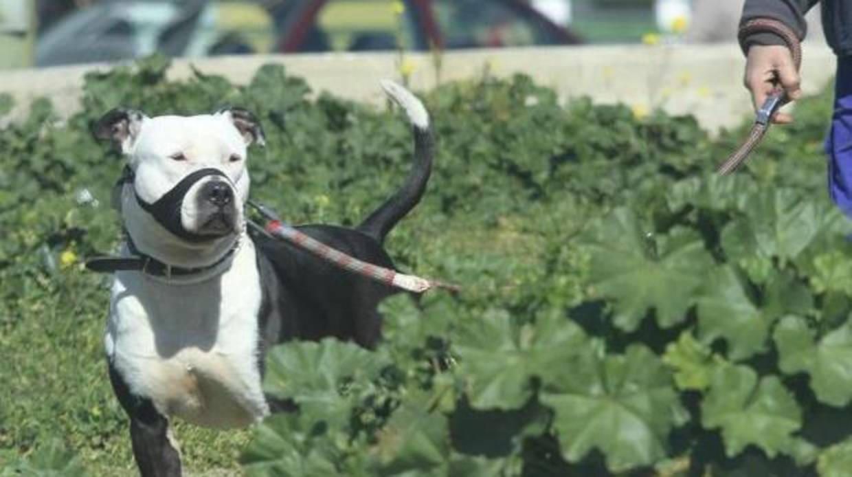 Perro de raza potencialmente peligrosa pasea por un parque