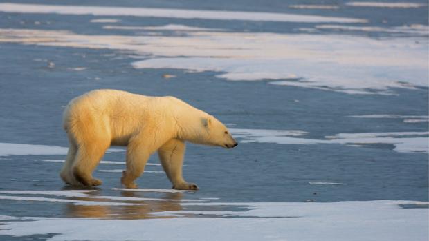 Temperaturas más altas de lo normal en Moscú y el sur de Rusia mientras en Siberia se congelan