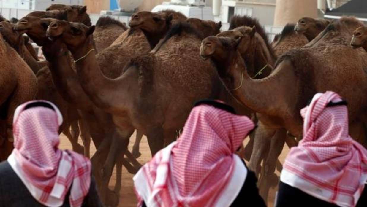 Doce camellos descalificados de un concurso de belleza en Arabia Saudí por llevar botox