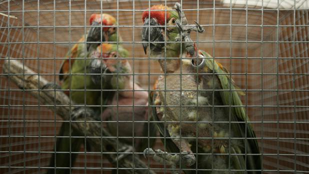 El Gobierno aprueba el Plan de Lucha contra el tráfico ilegal de especies y el furtivismo