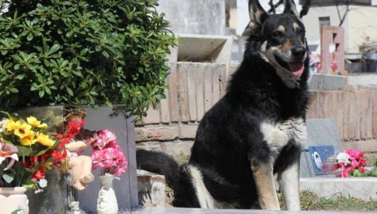 Muere «Capitán», el perro que veló durante una década la tumba de su amo en Argentina