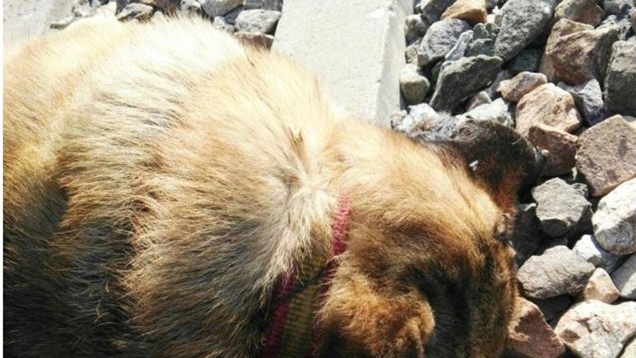 Aparecen 20 perros muertos que habían sido atados a las vías del tren en Sevilla