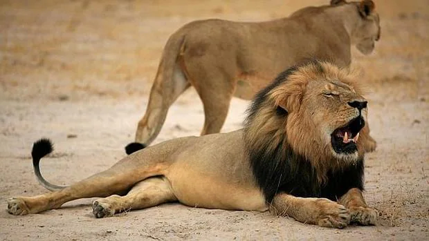 Una mujer muere por el ataque de un león que estaba bajo la protección de un