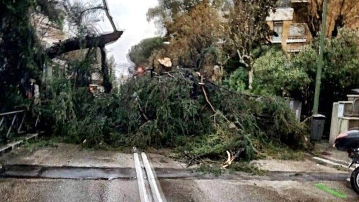 Un árbol caído por el temporal en Madrid