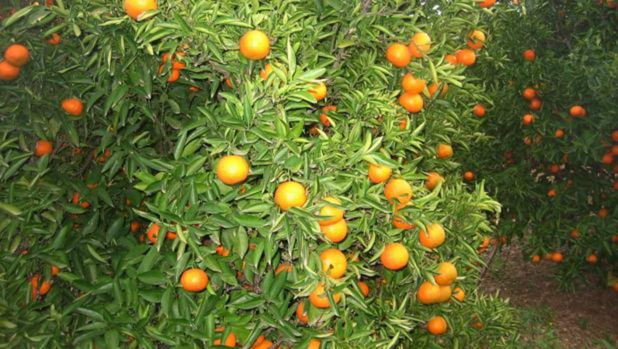 La Audiencia de Palma confirma una pena de un año de cárcel para un hombre que robó tres sacos de naranjas