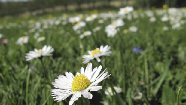 El equinoccio de primavera, motivo de un nuevo doodle