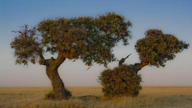 La encina, el árbol patrio