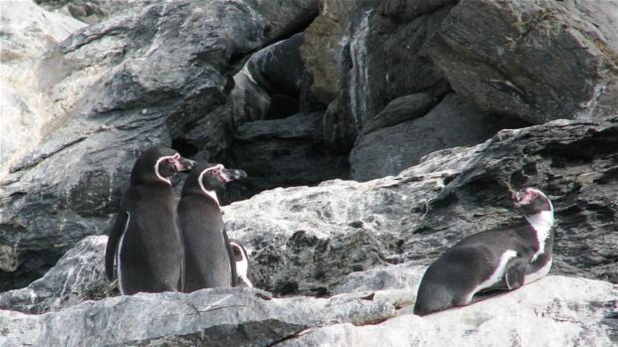 Grupo de pingüinos de Humboldt, una especie que solo existe en Chile y Perú,