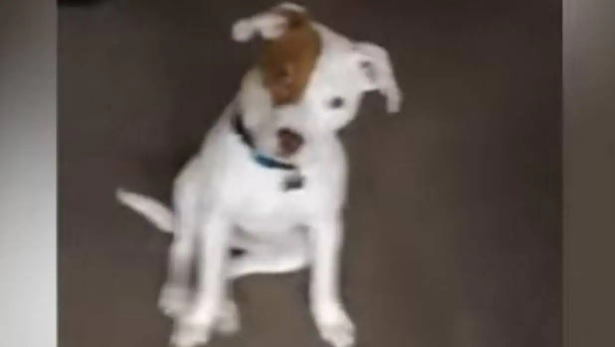 Ivor, el perro sordo que ha aprendido la lengua de signos, en una imagen de YouTube