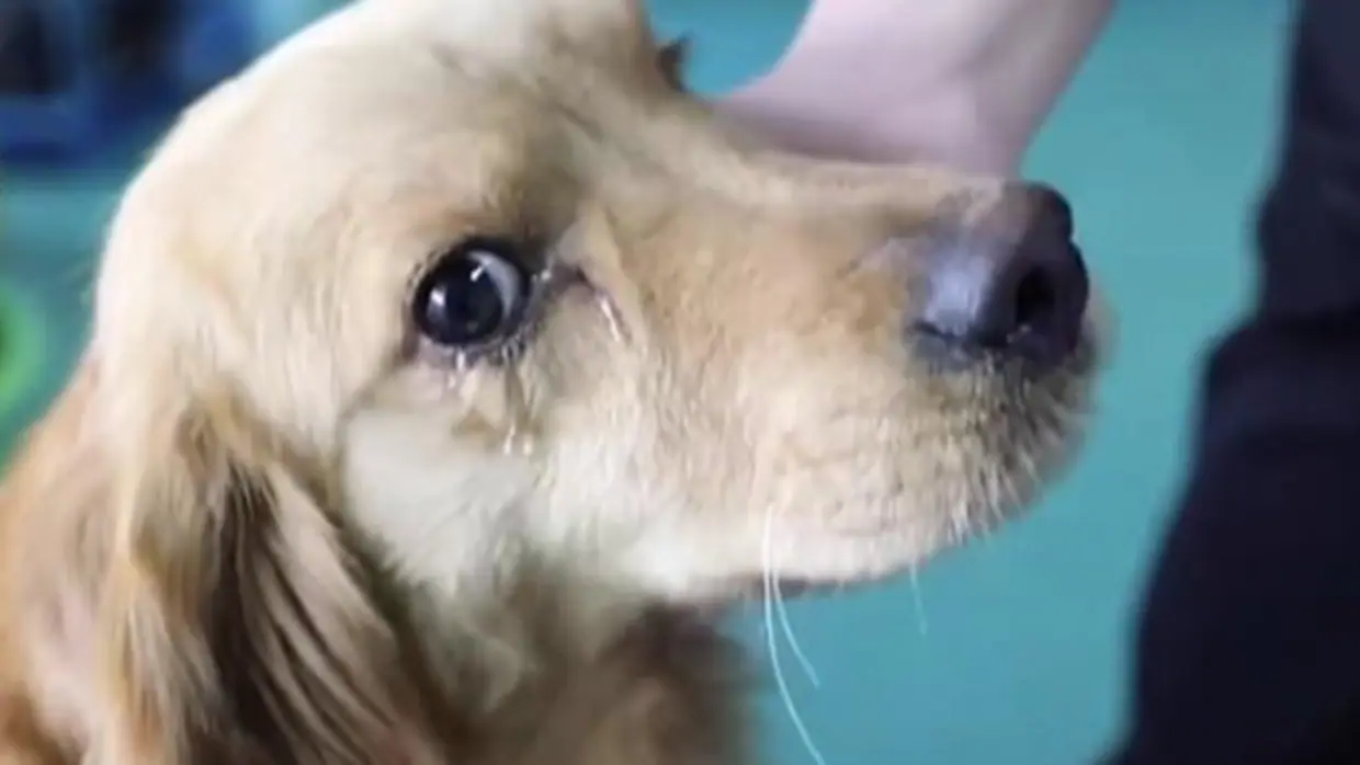 Un perro «llora» de alegría al ser rescatado en un mercado de carne