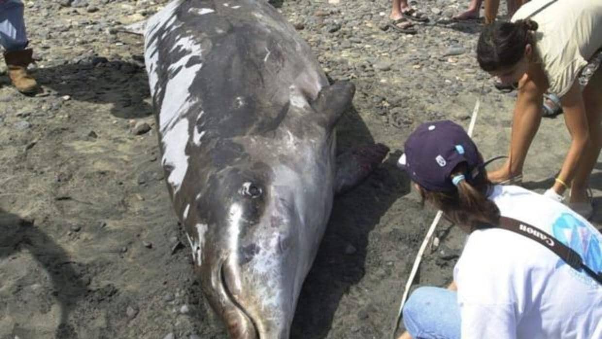 Uno de los ejemplares de zifio, a camino entre las ballenas y los delfines, hallado muerto en las costas de Feurteventura en 2002.
