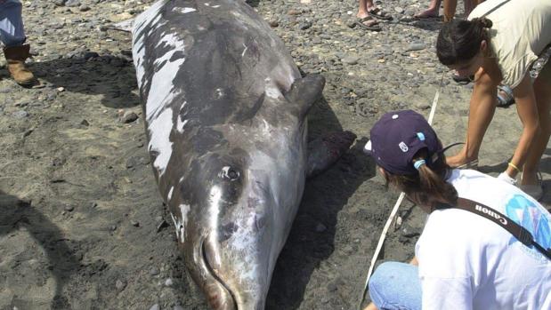 ¿Por qué los delfines y ballenas pueden sufrir descompresión en situaciones de estrés?