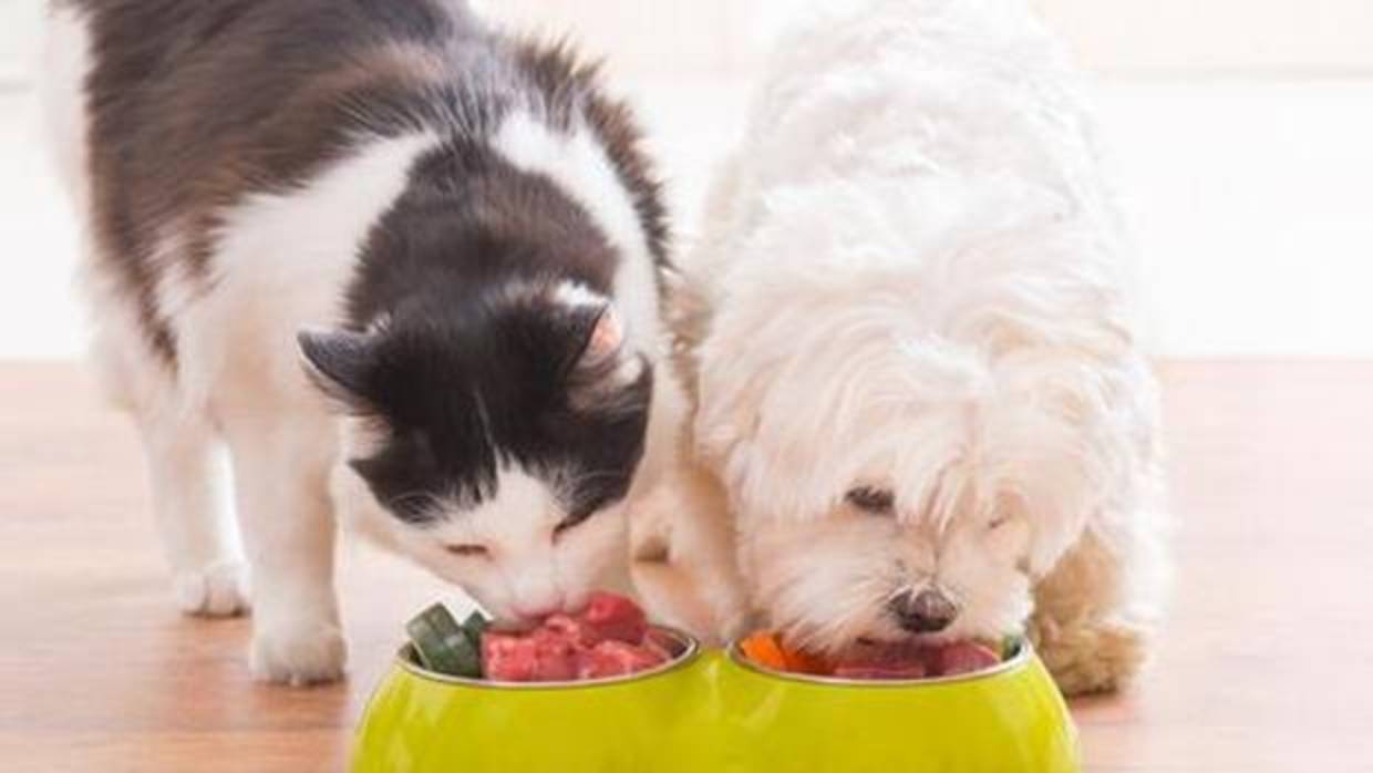 Novedades gastronómicas para mascotas