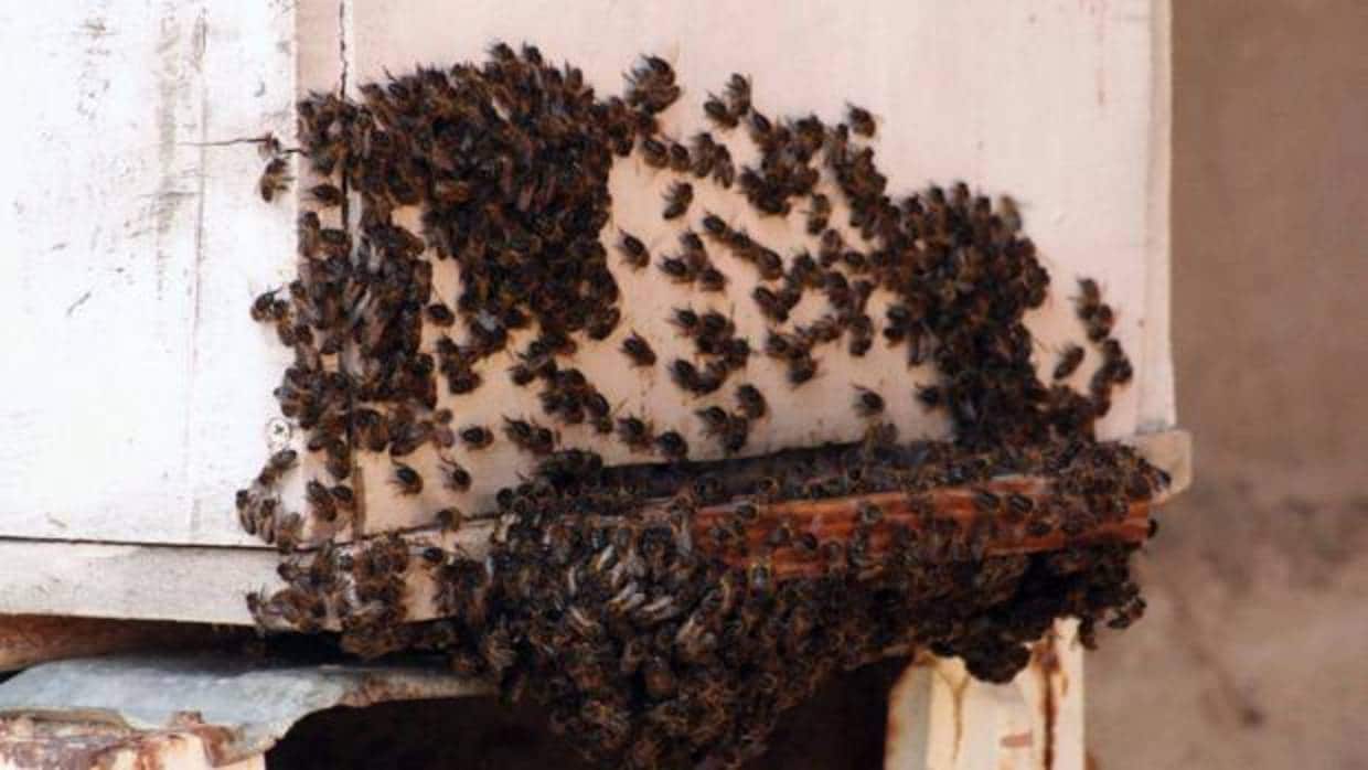 Estos insecticidas pueden provocar la muerte de las abejas