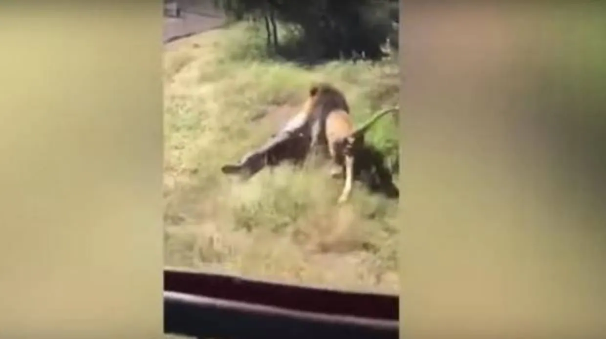 En vídeo: el dueño de un safari, atacado por sus propios leones