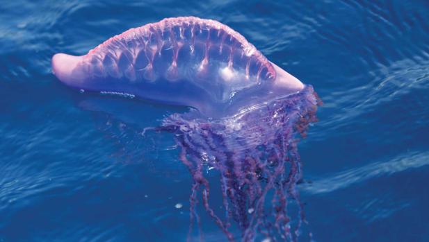La medusa más temida podría pasar este verano en el Mediterráneo