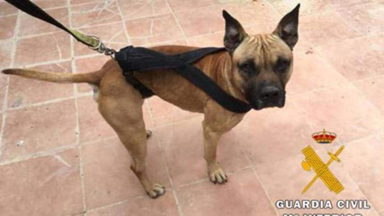 Imagen de archivo de un perro rescatado por la Guardia Civil