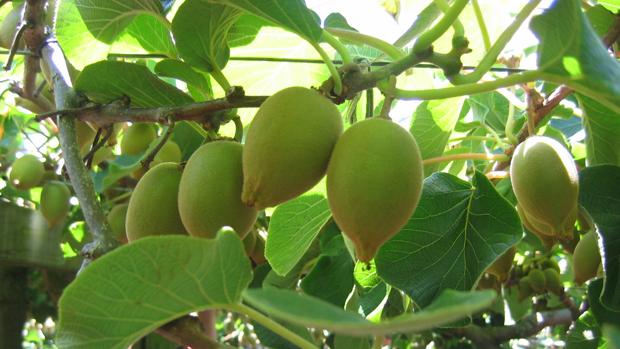 Nueva Zelanda toma medidas para salvar el kiwi, su fruta nacional