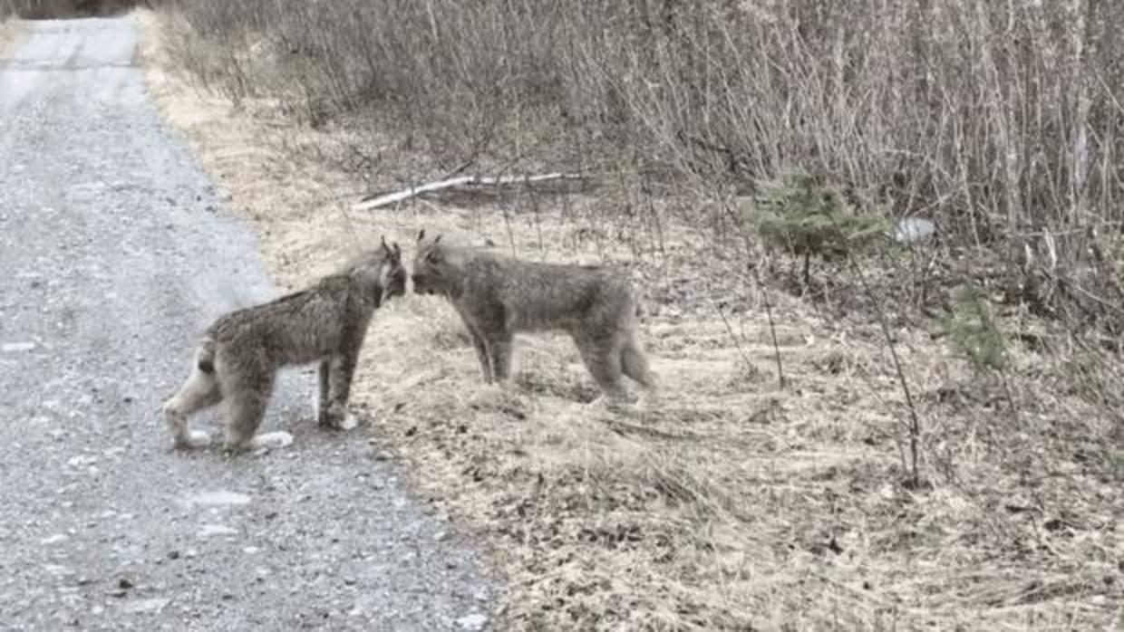 Dos linces discuten a gritos en medio de una carretera