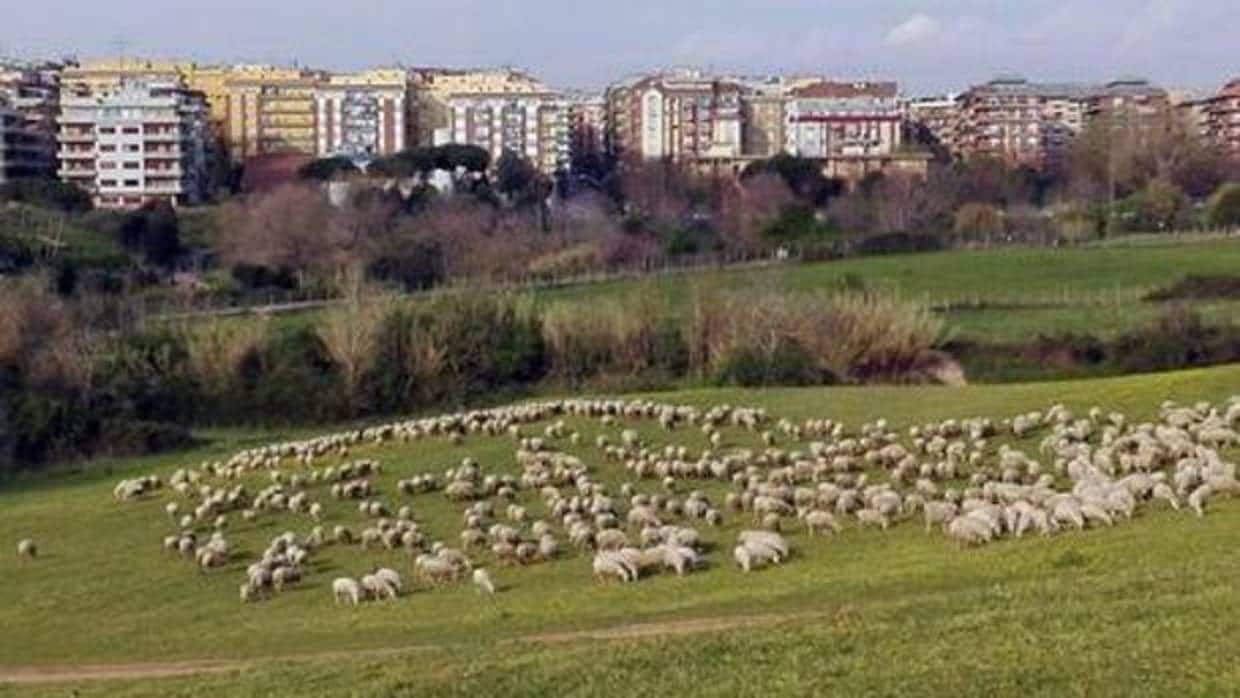Un rebaño de ovejas, a las afueras de Roma