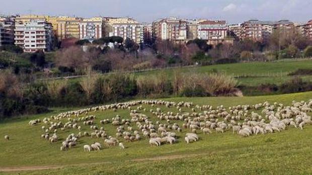 Ovejas y cabras para cortar la hierba en los descuidados parques de Roma