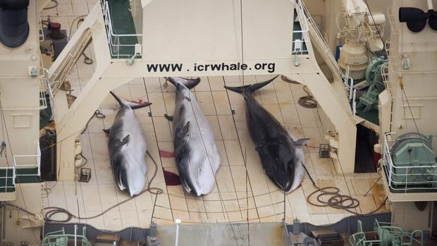 Japón mató 333 ballenas durante el verano pasado, 122 de ellas preñadas