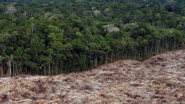 El Sínodo sobre la Amazonia quiere frenar el destrozo humano que causan «extractivistas» y «narcos»