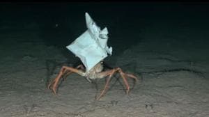 Graban a un cangrejo con una bolsa de plástico en la cabeza a 500 metros de profundidad