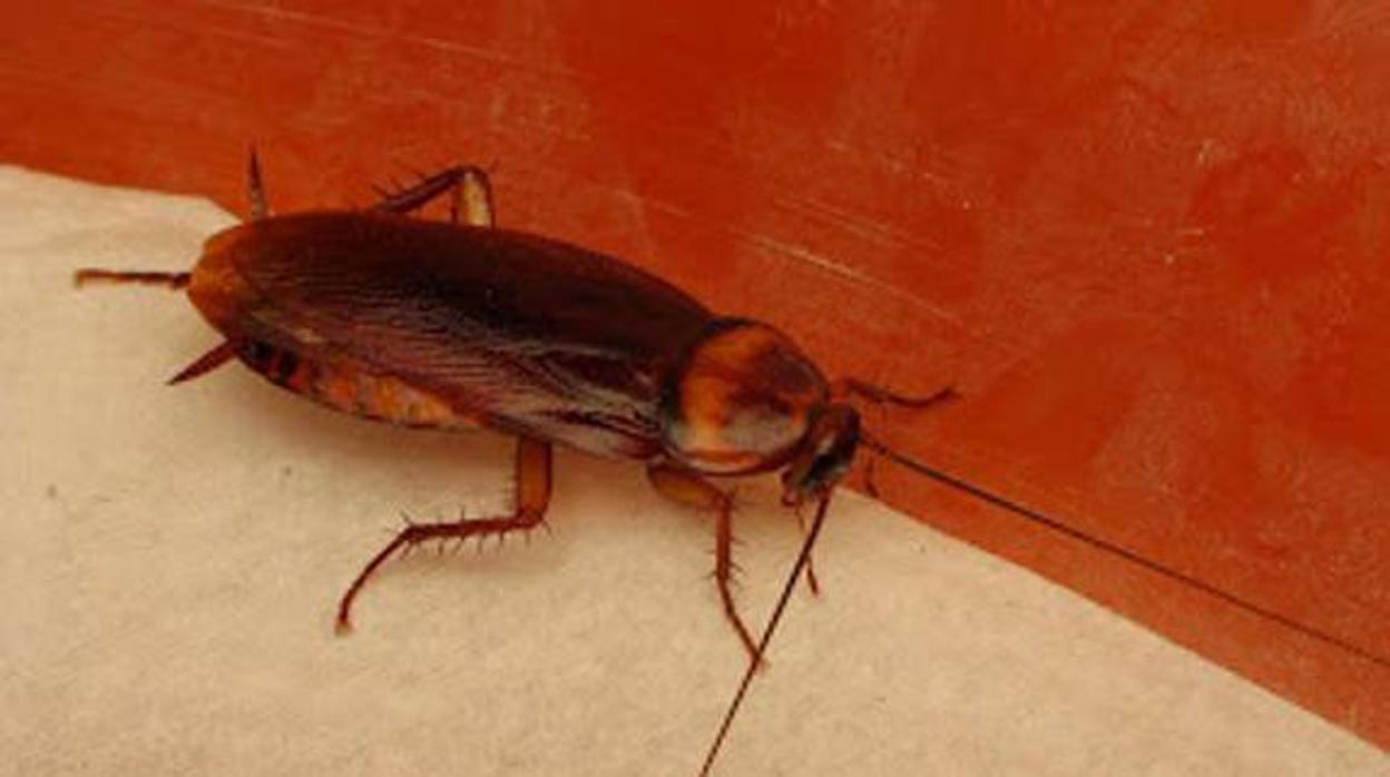 Así debes actuar ante la alerta de plaga de cucarachas: remedios para que no entren en casa